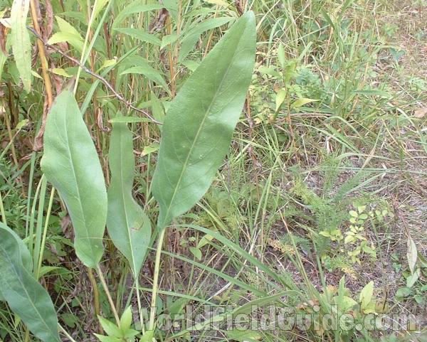 Basal Leaves<br>(Location of Picture: Glacier Park, Mchenry, Il, USA,)