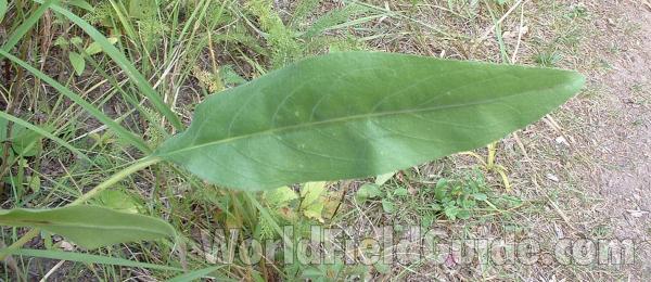 Basal Leaf<br>(Location of Picture: Glacier, Illinois, Sept 4, 2004)