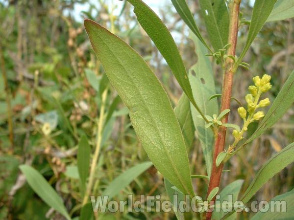 Stem and Leaf<br>(Location of Picture: Zion, Illinois, USA, Sept 5, 2004)