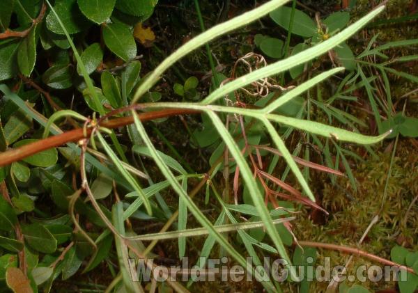 Stem and Leaf<br>(Location of Picture: Glacier Park, Sept 4, 2004)