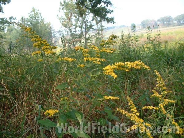 Habitat<br>(Location of Picture: Glacier Park, Mchenry, Il, USA)