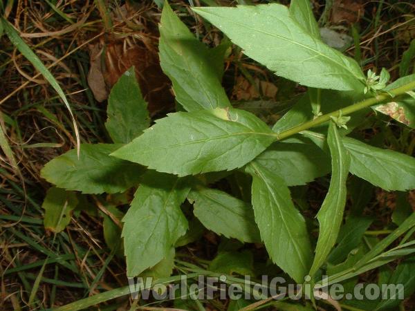 Stem and Leaves<br>(Location of Picture: Glacier Park, Sept 4, 2004)