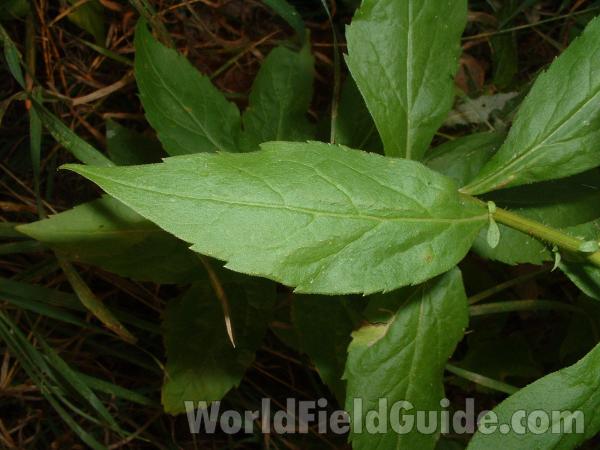 Leaf<br>(Location of Picture: Glacier Park, Sept 4, 2004)