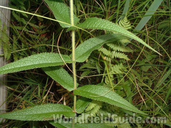 Stem and Leaves<br>(Location of Picture: Dry River, Zion, Il, Sept 5, 2004)