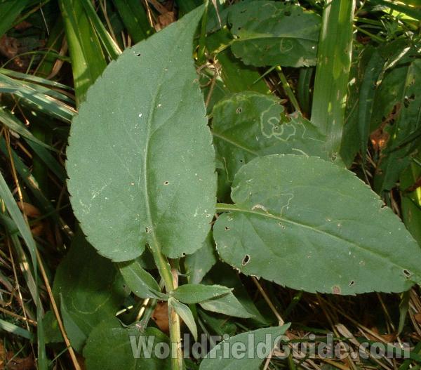 Leaf<br>(Location of Picture: Round Lake, Il, USA, Sept 2004)