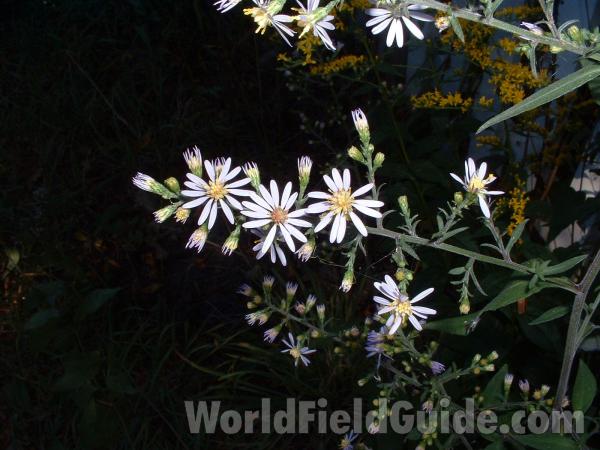 Top Of Plant<br>(Location of Picture: Round Lake, Il, USA, Sept 2004)