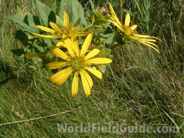 Flowers Top View<br>(Location of Picture: Volo Park, Illinois, USA, Sept 2004)