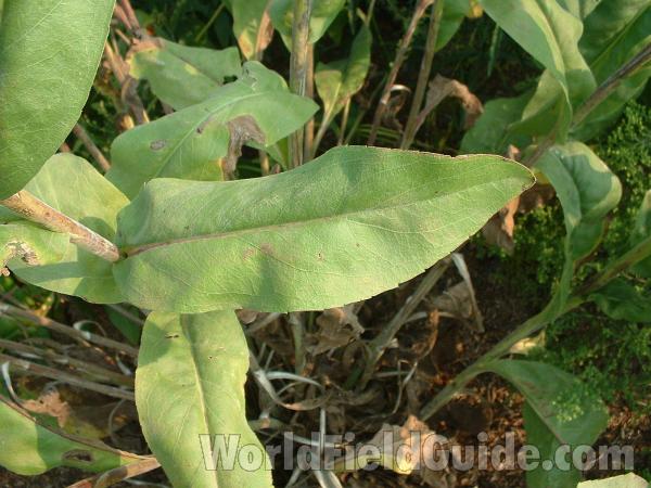 Leaf and Stem<br>(Location of Picture: Volo Planting, Ililnois, USA)