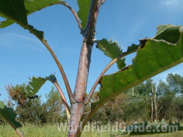 Smooth Stem Showing White<br>(Location of Picture: Round Lake, Illinois, USA, Along Rr)