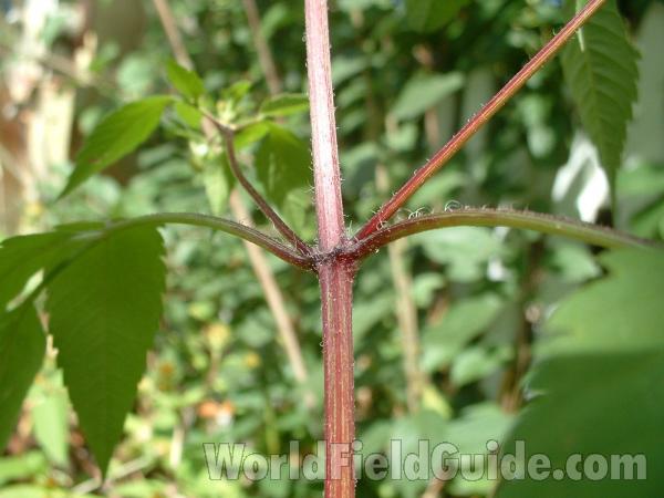 Purple Stem<br>(Location of Picture: Round Lake, Illinois, USA)