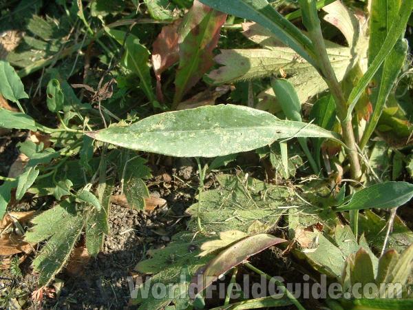 Basal Leaf<br>(Location of Picture: Zion Beach, Il, Sept 12, 2004)