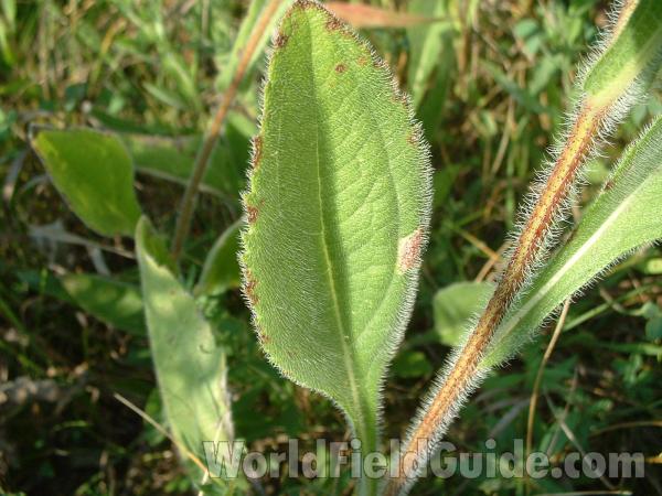 Stem and Leaf<br>(Location of Picture: Volo Park, Il, USA, Sept 12,  04)