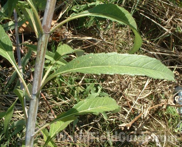 Stem and Toothed Leaf<br>(Location of Picture: Round Lake, Illinois, USA, Along Rr)