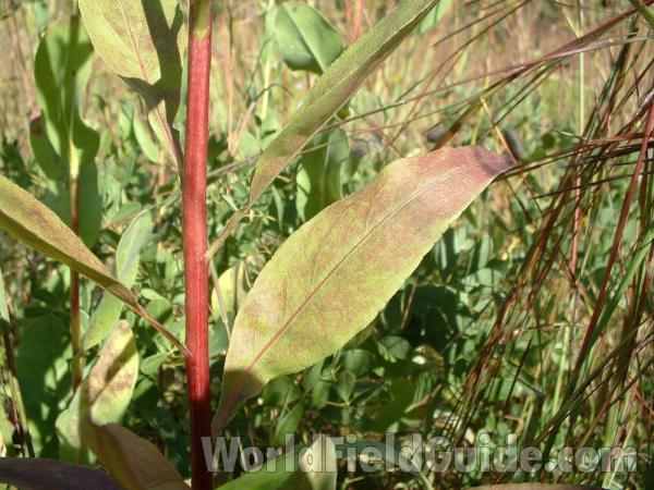 Red Stem & Winged Petiole<br>(Location of Picture: Rollins Savannah, Illinois, USA)