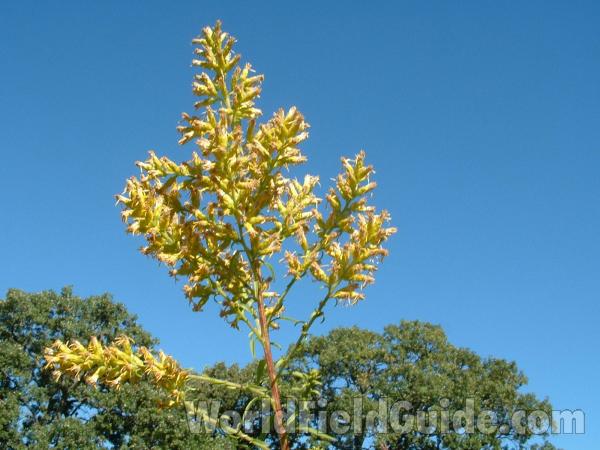 Post Bloom<br>(Location of Picture: Rolllins Savannah,  sept 20, 2004)