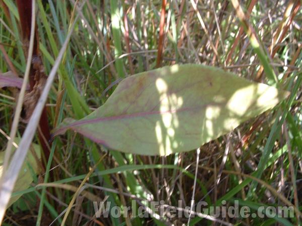 Basal Leaf<br>(Location of Picture: Rolllins Savannah,  sept 20, 2004)