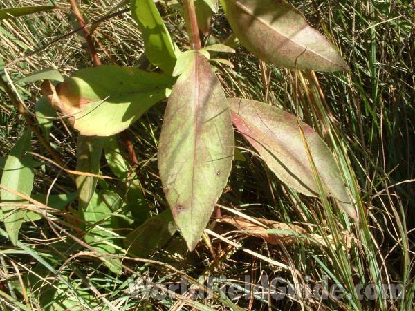 Leaf and Leaflets<br>(Location of Picture: Rolllins Savannah,  sept 20, 2004)