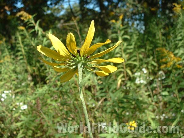 Flower Back<br>(Location of Picture: Rollins Savannah, Sept 20, 2004)