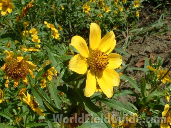 Flower<br>(Location of Picture: Round Lake Shore, Sept 22, 04)