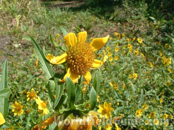 Flower<br>(Location of Picture: Round Lake Shore, Sept 22, 04)