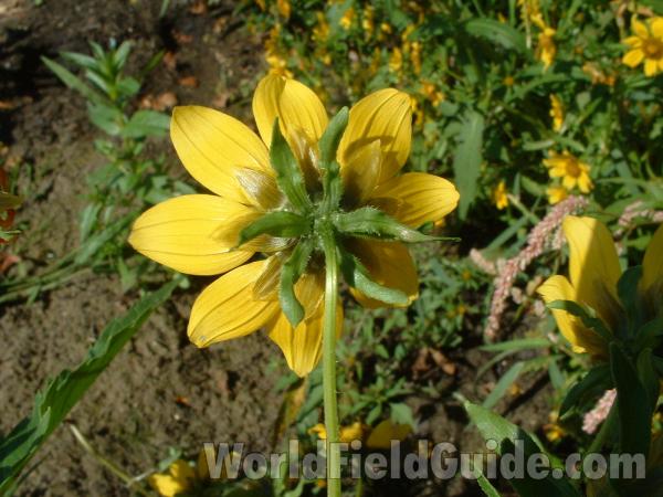 Flower Back<br>(Location of Picture: Round Lake Shore, Sept 22, 04)