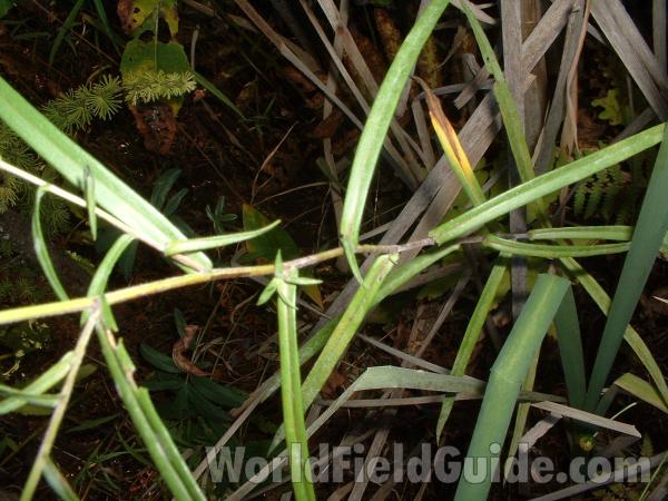 Leaves and Stem<br>(Location of Picture: Volo Bog, Illinois, Sept 24, 04)