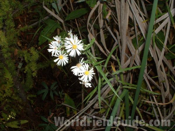 Top Of Plant<br>(Location of Picture: Volo Bog, Illinois, Sept 24, 04)
