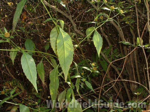Leaves<br>(Location of Picture: Volo Bog, Illinois, USA)