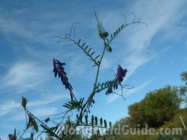 Seven Pairs Of Leaflets<br>(Location of Picture: Volo State Park, Illinois, USA)