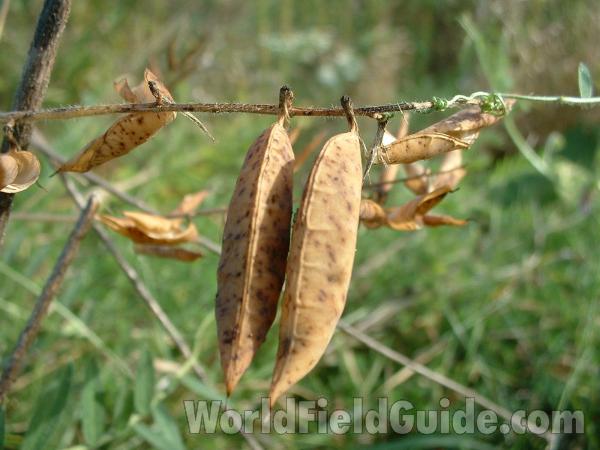 Pods<br>(Location of Picture: Volo, September 24, 2004)