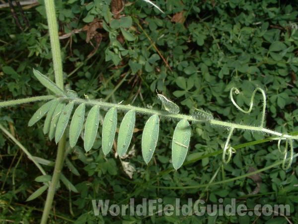 Hairy Leaves<br>(Location of Picture: Volo, September 24, 2004)