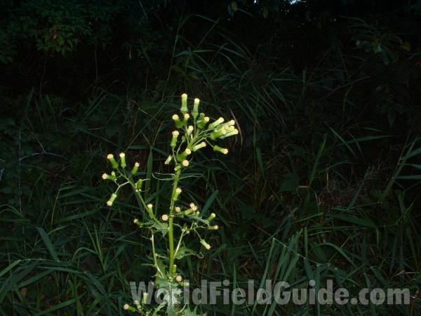 Top Of Plant<br>(Location of Picture: Morgan Trail, Mchenry, Illinois)