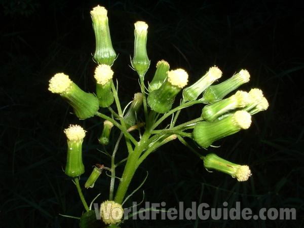 Flowers<br>(Location of Picture: Mchenry, Sept 8, 04)