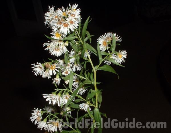 Top Of Plant<br>(Location of Picture: Round Lake, Il, Sept 29, 04)