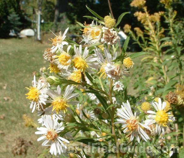 Top Of Plant<br>(Location of Picture: Round Lake, Sept 30, 04)
