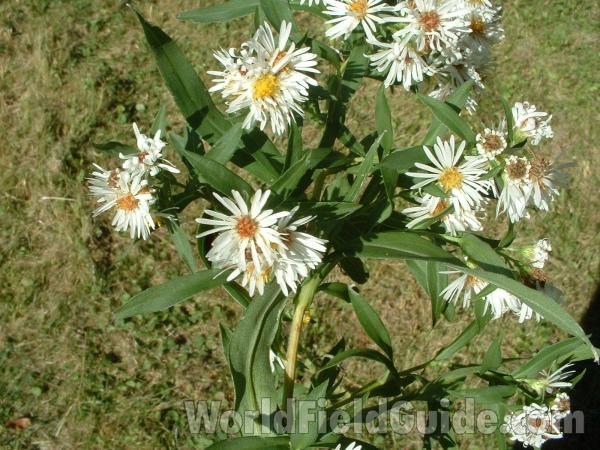 Flowers, Leaves, and Stem<br>(Location of Picture: Round Lake, Il, Sept 30, 04)