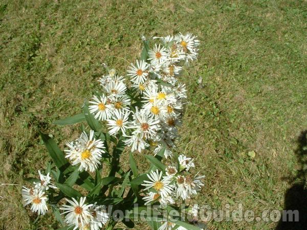 Top Of Plant<br>(Location of Picture: Round Lake, Il, Sept 30, 04)