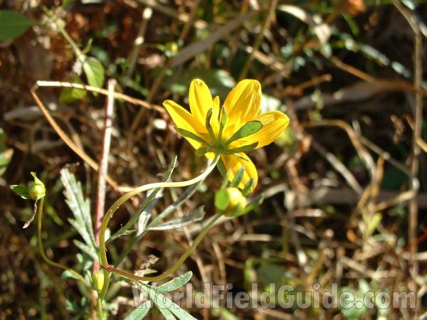 Flower Back View<br>(Location of Picture: Volo Bog, Illinois, USA, Oct 2, '04)