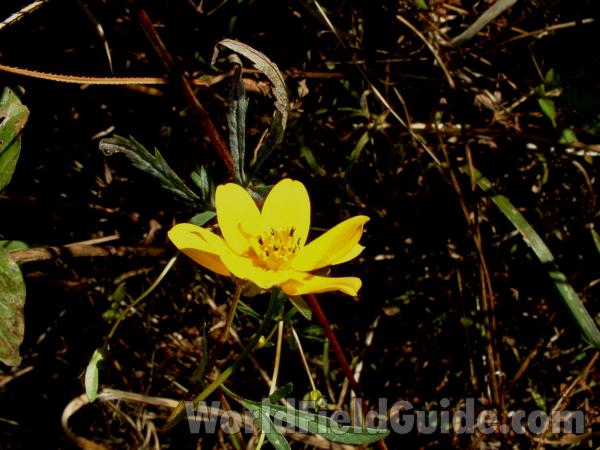 Flower and Leaf<br>(Location of Picture: Volo Bog, Illinois, USA, Oct 2, '04)