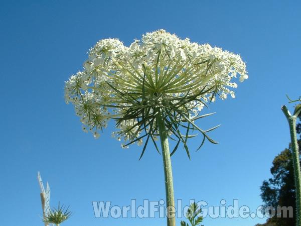 Umbel Underside<br>(Location of Picture: Long Lake, Illinois, USA)