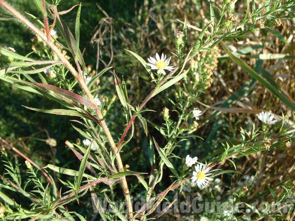 Hairy Stem and Flowers<br>(Location of Picture: Volo Park, Il, USA, Oct 02, 2004)