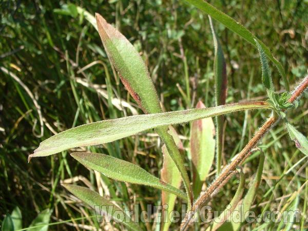 Hairy Leaf and Stem<br>(Location of Picture: Volo Park, Il, USA, Oct 02, 2004)