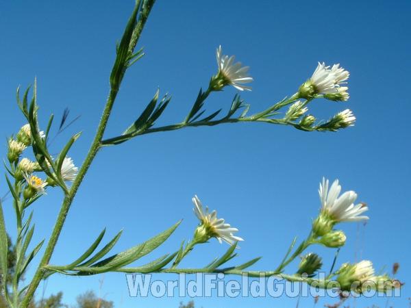 Long Peduncles and Bracts<br>(Location of Picture: Volo Park, Il, USA, Oct 02, 2004)