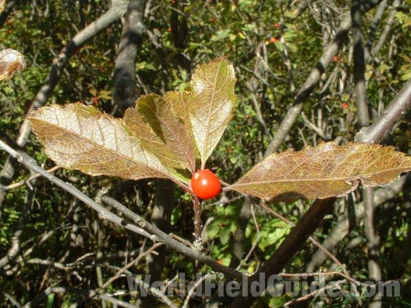 Leaves and Fruit - Alternate View<br>(Location of Picture: Volo Bog, Illinois Sept 24,  2004)