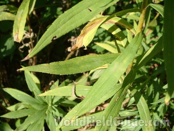 Leaves<br>(Location of Picture: Round Lake, Il, USA, Sept 7, 2004)