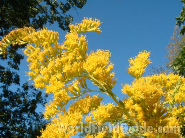 Flowers<br>(Location of Picture: Round Lake, Il, USA, Sept 7, 2004)