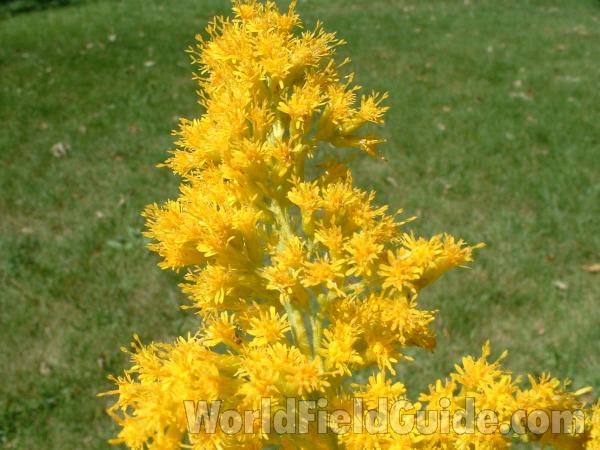 Flowers - Close View<br>(Location of Picture: Round Lake, Il, USA, Sept 8, 2004)