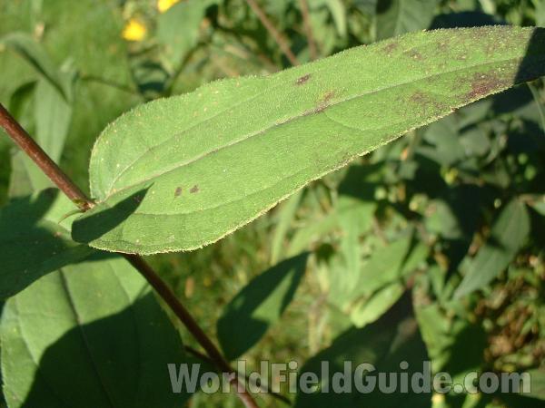 Leaf<br>(Location of Picture: Cuhlman Road, Sept 08, 2004)