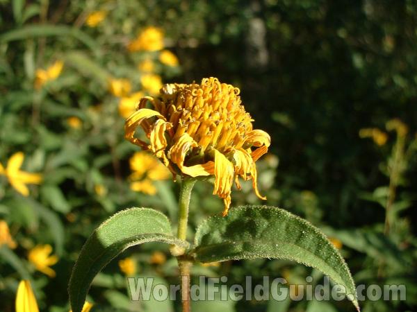 Flower Post Bloom<br>(Location of Picture: Cuhlman Road, Sept 08, 2004)