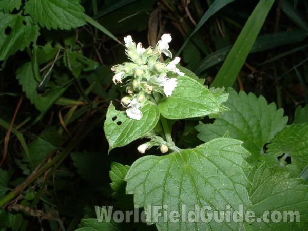 Flower<br>(Location of Picture: East Of Mchenry, Illinois, USA)
